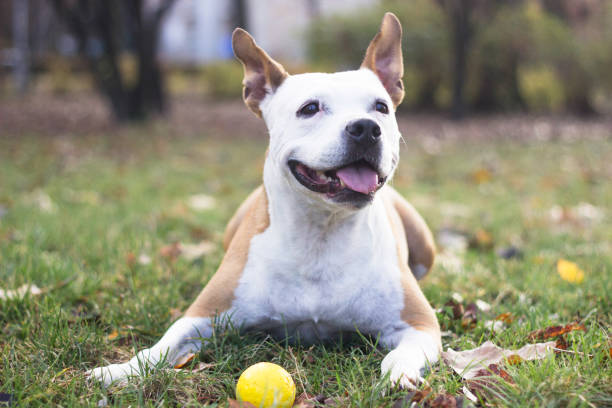 istock Portrait of a happy dog 1208227606