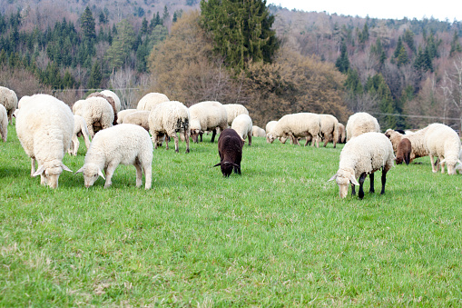 black sheep in middle of white sheeps. Sheep outside on meadow eat grass