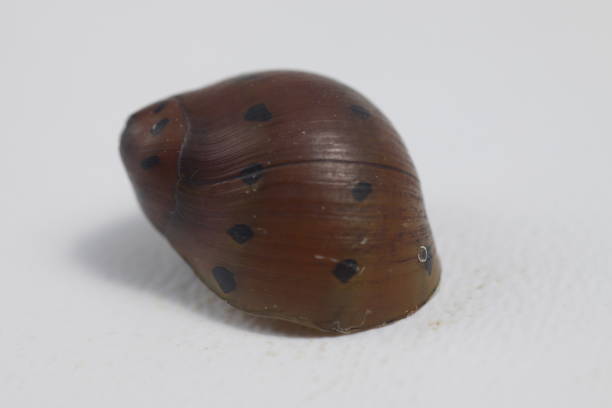 istock close up shot of fresh water snail's shell 1208227772