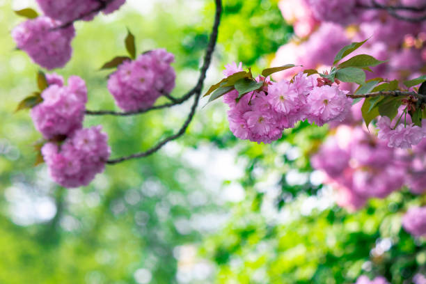 istock pink cherry blossom on the twig 1208228084