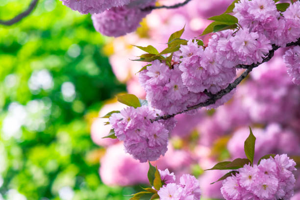 pink cherry blossom on the twig