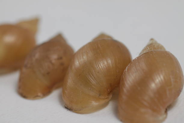 istock close up shot of fresh water snail's shell 1208229149