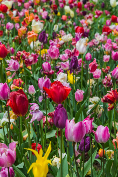 istock Flowers with water rain drops 1208230333