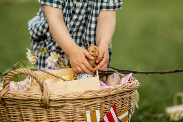 istock Young girl playing with baby chicken 1208230491