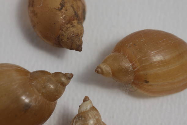 istock close up shot of fresh water snail's shell 1208230631