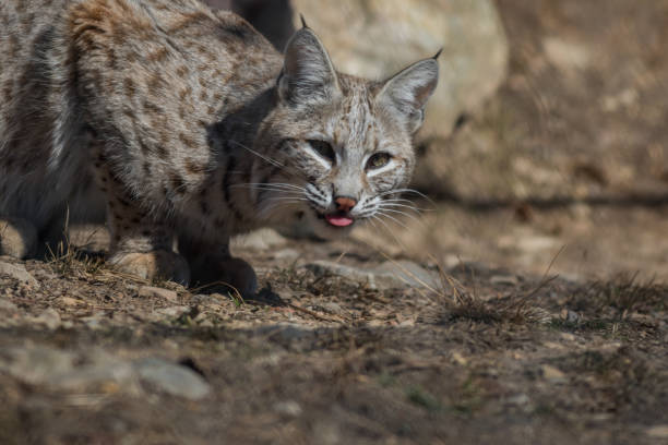 istock Bobcat hunting in the woods early spring 1208232295