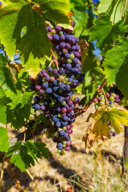 istock Ripe grapes in the Tuscany Italy 1208232844