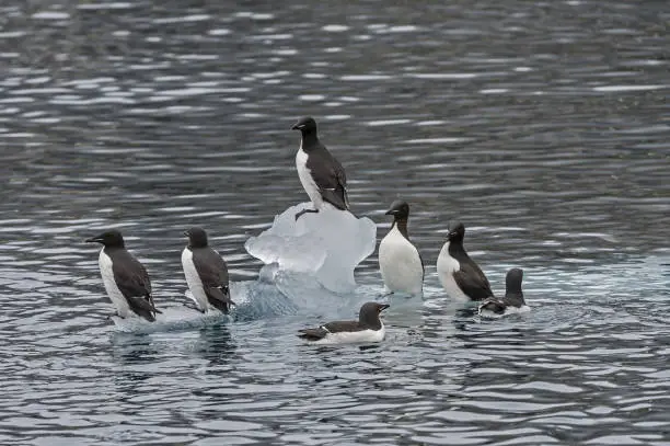 Photo of The thick-billed murre or Brünnich's guillemot (Uria lomvia) is a bird in the auk family (Alcidae). On the Alkefjellet Bird Cliffs in Svalbard.