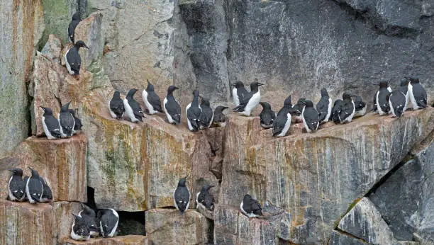 Photo of The thick-billed murre or Brünnich's guillemot (Uria lomvia) is a bird in the auk family (Alcidae). On the Alkefjellet Bird Cliffs in Svalbard.