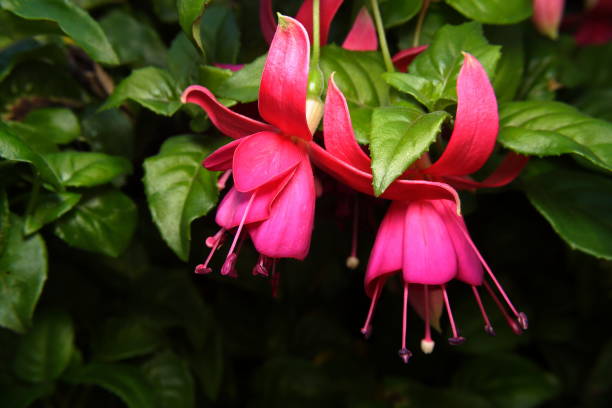 istock Pink Fuchsia Flowers 1208235243