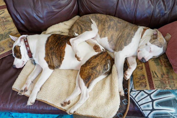 istock Two young puppy dogs asleep on a sofa 1208238376