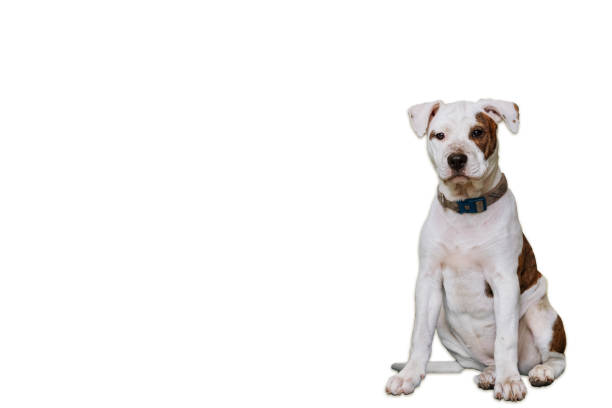 istock Young Mixed Breed Dog Sitting - white background 1208238380