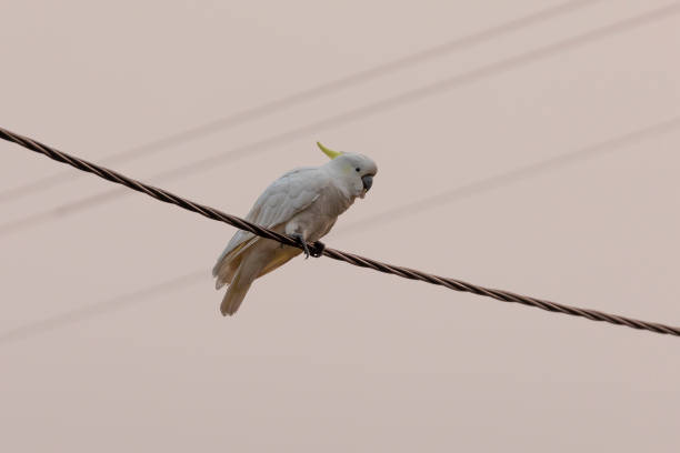 istock White Sulphur Crested Cockatoo sitting on a power line 1208239039