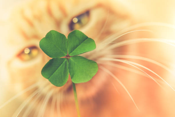 istock Beautiful orange tabby cat sniffing a lucky four leaf clover. Finding a lucky or special cat concept. 1208239208
