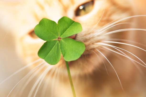 1,300+ Cat Shamrock Stock Photos, Pictures & Royalty-Free Images