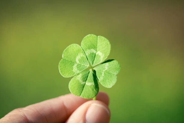 holding a lucky four leaf clover, good luck shamrock, or lucky charm. - four leaf clover clover luck leaf imagens e fotografias de stock