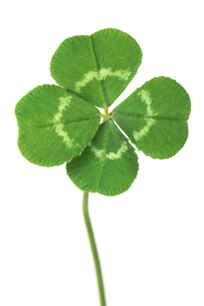 istock Perfect lucky four leaf clover isolated on white 1208239255