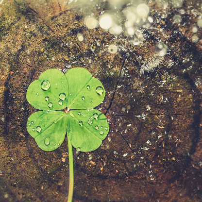 Water splashing on lucky four leaf clover, good luck shamrock, or lucky charm.