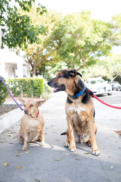 istock Pups filled with spirit 1208240388