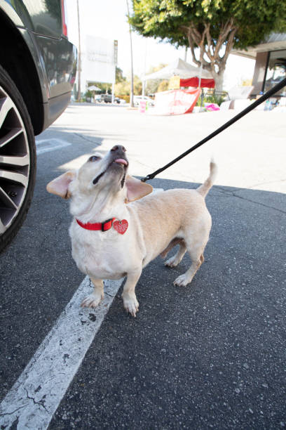 istock Pups filled with spirit 1208240390