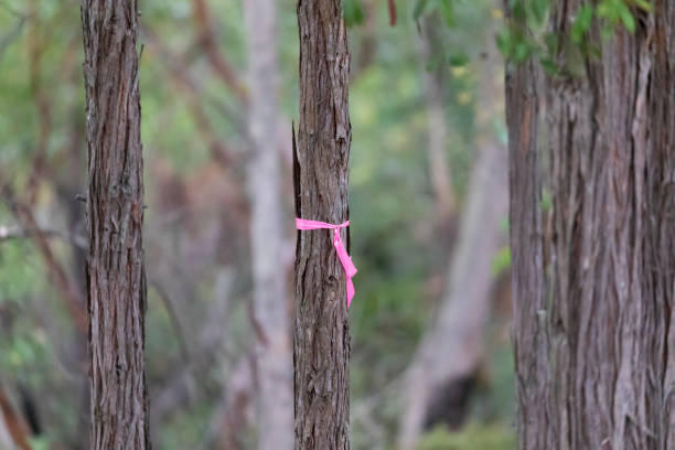 istock Rural Fire Service hazard reduction burning pink ribbon on a tree 1208240572