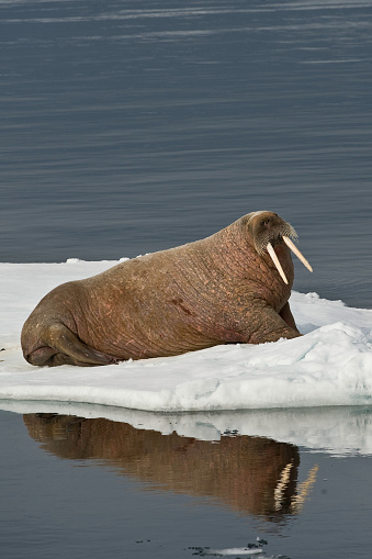 The walrus, Odobenus rosmarus, is a large flippered marine mammal with a discontinuous circumpolar distribution in the Arctic Ocean and sub-Arctic seas of the Northern Hemisphere.