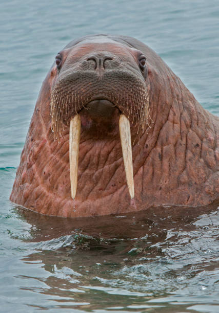 The walrus, Odobenus rosmarus, is a large flippered marine mammal with a discontinuous circumpolar distribution in the Arctic Ocean and sub-Arctic seas of the Northern Hemisphere. Swimming.