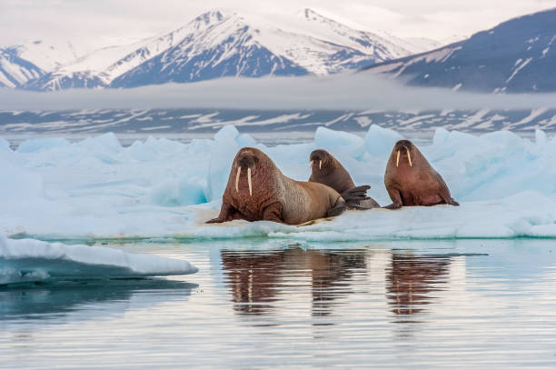 le morse, odobenus rosmarus, est un grand mammifère marin renversé avec une distribution circumpolaire discontinue dans l’océan arctique et les mers subarctiques de l’hémisphère nord. - svalbard islands photos et images de collection