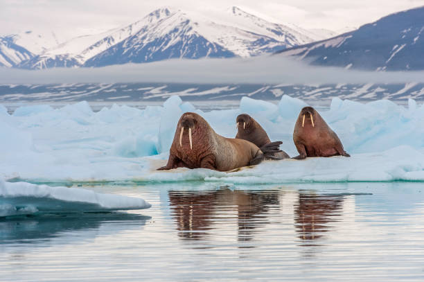 セイウチ、オドベヌス・ロスマルスは、北極海と北半球の亜北極海で不連続な円極分布を持つ大きなひっくり返った海洋哺乳類です。 - ice floe ストックフォトと画像