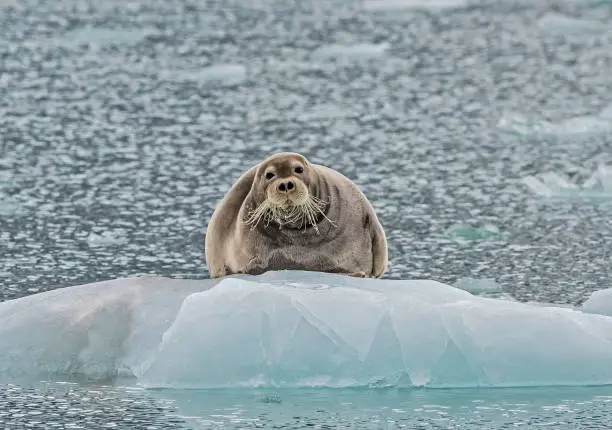 The Bearded Seal, Erignathus barbatus, also called the Square Flipper Seal, is a medium-sized pinniped that is found in and near to the Arctic Ocean. Bearded seals are the largest northern phocid.
