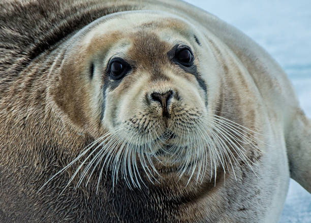 istock The Bearded Seal, Erignathus barbatus, also called the Square Flipper Seal, is a medium-sized pinniped that is found in and near to the Arctic Ocean. 1208244019