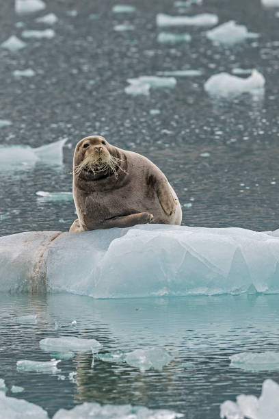 istock The Bearded Seal, Erignathus barbatus, also called the Square Flipper Seal, is a medium-sized pinniped that is found in and near to the Arctic Ocean. 1208244021