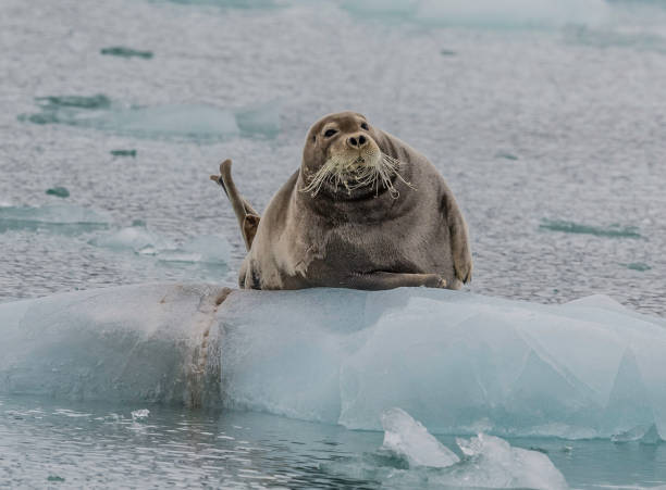 istock The Bearded Seal, Erignathus barbatus, also called the Square Flipper Seal, is a medium-sized pinniped that is found in and near to the Arctic Ocean. 1208244585