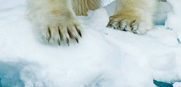 istock The polar bear (Ursus maritimus) is a bear native to the Arctic Circle and its surrounding seas. 1208244656