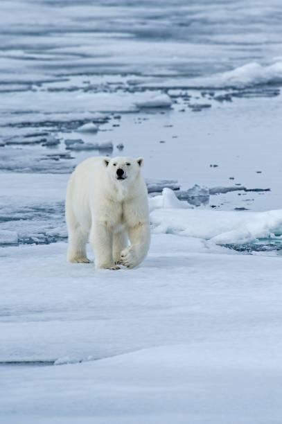 istock The polar bear (Ursus maritimus) is a bear native to the Arctic Circle and its surrounding seas. 1208244672