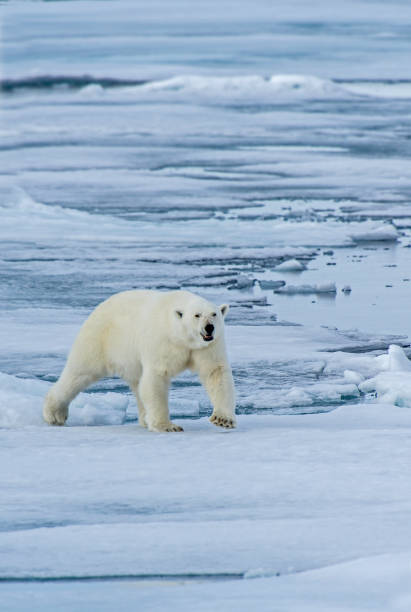 istock The polar bear (Ursus maritimus) is a bear native to the Arctic Circle and its surrounding seas. 1208244701