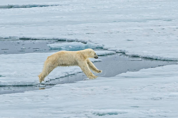 A polar bear walking along the rocky shore of Vikinge Bay, Eastern Greenland. The background features a rugged, rocky terrain and dark fjord water at dusk.