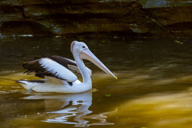 Pelican in Bali Island Indonesia - nature background