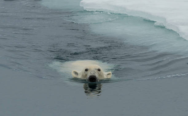 istock The polar bear (Ursus maritimus) is a bear native to the Arctic Circle and its surrounding seas. 1208244785