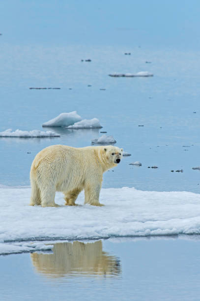 istock The polar bear (Ursus maritimus) is a bear native to the Arctic Circle and its surrounding seas. 1208244802