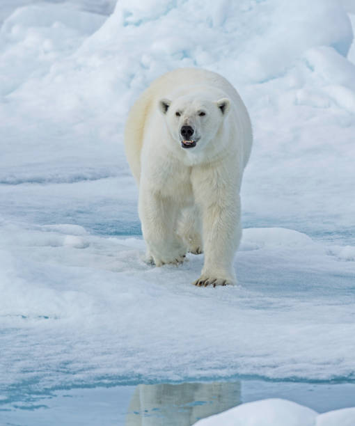 istock The polar bear (Ursus maritimus) is a bear native to the Arctic Circle and its surrounding seas. 1208244805