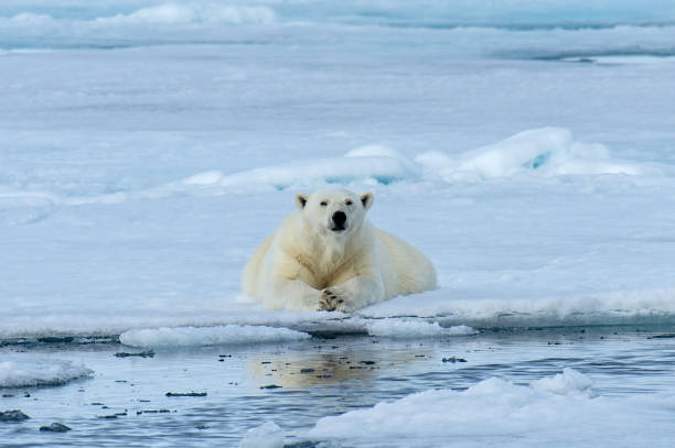 istock The polar bear (Ursus maritimus) is a bear native to the Arctic Circle and its surrounding seas. 1208244898