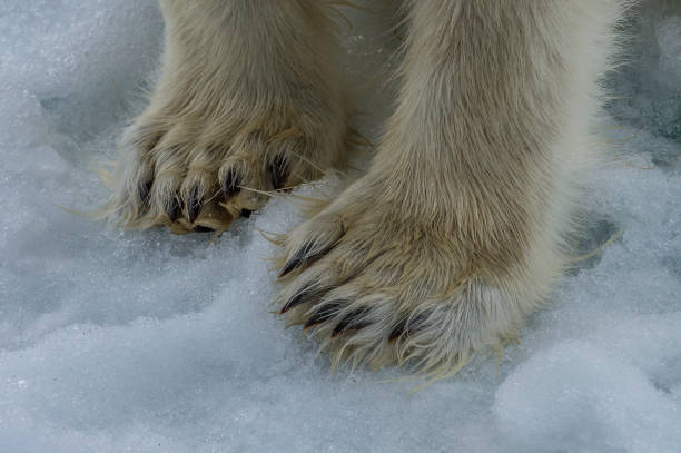 The polar bear (Ursus maritimus) is a bear native to the Arctic Circle and its surrounding seas. The polar bear (Ursus maritimus) is a bear native to the Arctic Circle and its surrounding seas. polar bear snow bear arctic stock pictures, royalty-free photos & images