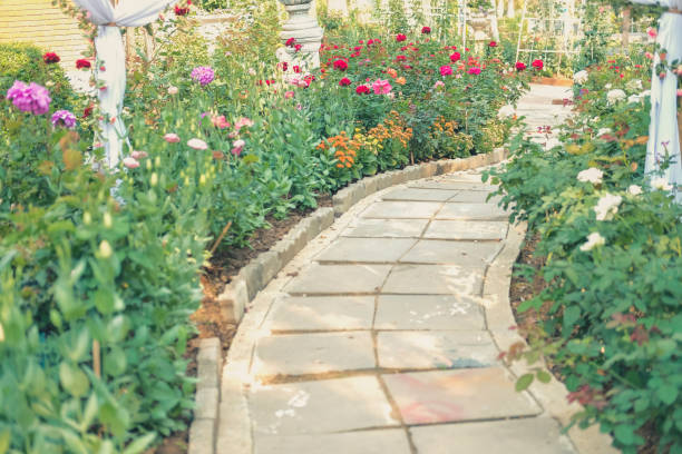 istock blooming rose growing in flower garden. 1208245987