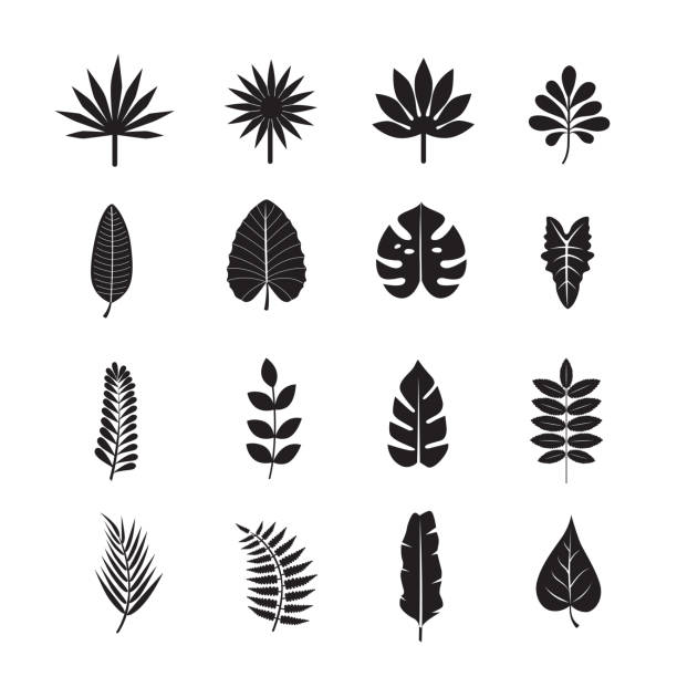 Tropical leaf icon Tropical leaf icon on white background palm icon stock illustrations