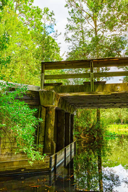 istock Okefenokee Swamp Park 1208247660