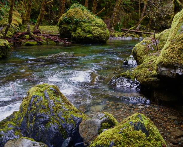 istock Western Oregon Wild Creek 1208247750