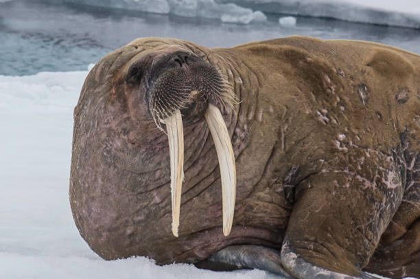 The walrus, Odobenus rosmarus, is a large flippered marine mammal with a discontinuous circumpolar distribution in the Arctic Ocean and sub-Arctic seas of the Northern Hemisphere. The walrus, Odobenus rosmarus, is a large flippered marine mammal with a discontinuous circumpolar distribution in the Arctic Ocean and sub-Arctic seas of the Northern Hemisphere. walrus photos stock pictures, royalty-free photos & images