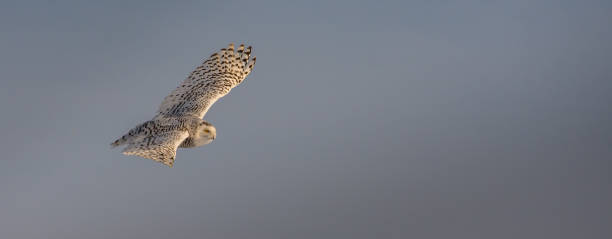 istock Female snow owl flying on a sunny winter day 1208253696