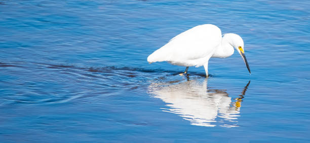 istock Snowy Egret and White Heron 1208253803